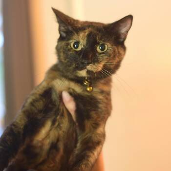 Yzma -  Domestic Medium Hair Cat for Adoption in Belleville, Illinois - Yzma | PetCurious