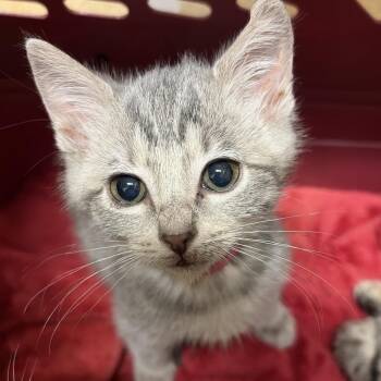 Couscous -  Domestic Medium Hair Cat for Adoption in Chattanooga, Tennessee - Couscous | PetCurious