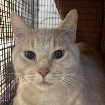 Thomas -  Domestic Short Hair Cat for Adoption in Yuma, Arizona - Thomas | PetCurious