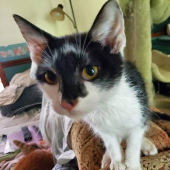 Rico -  Domestic Short Hair Cat for Adoption in Nashville, Tennessee - Rico | PetCurious