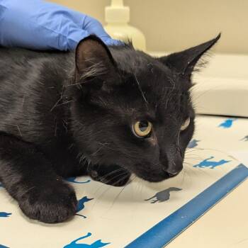 Huzzah -  Domestic Short Hair Cat for Adoption in Lynchburg, Virginia - Huzzah | PetCurious