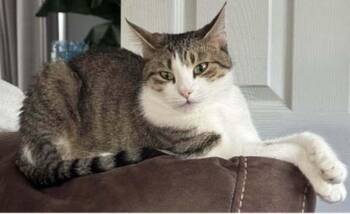 *Luna -  Domestic Short Hair Cat for Adoption in Hudson, New Hampshire - *Luna | PetCurious