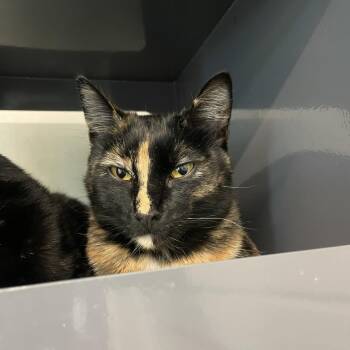 Domestic Short Hair Cats Available for Adoption in Hailey, Idaho - Beyonce | PetCurious