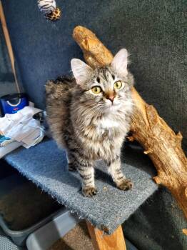 Domestic Long Hair Cats Available for Adoption in Manhattan, Kansas - Karen | PetCurious