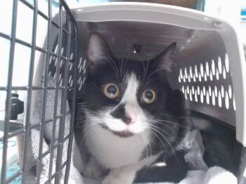BELLA -  Domestic Short Hair Cat for Adoption in Albuquerque, New Mexico - BELLA | PetCurious