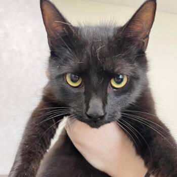 Domestic Short Hair Cats Available for Adoption in Columbiana, Alabama - Antoinette | PetCurious