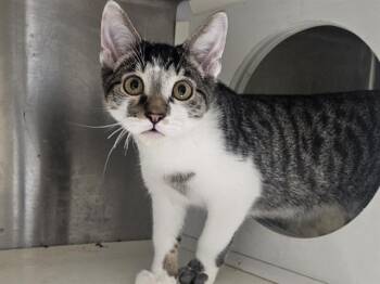 JANU -  Domestic Short Hair Cat for Adoption in Tustin, California - JANU | PetCurious