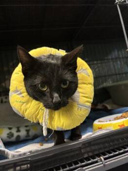 Domestic Short Hair Cats Available for Adoption in Virginia Beach, Virginia - Cherry Blossom | PetCurious