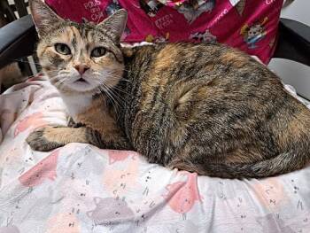 Rescue Torbie Cats for Adoption in Jurupa Valley, California - Charlotte | PetCurious