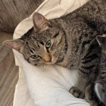 Jewel -  Domestic Short Hair Cat for Adoption in Clavet, Saskatchewan - Jewel | PetCurious