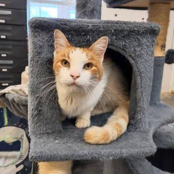 Domestic Short Hair Cats Available for Adoption - Wally | PetCurious