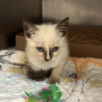 Lilith -  Domestic Medium Hair Cat for Adoption in Dickinson, Texas - Lilith | PetCurious