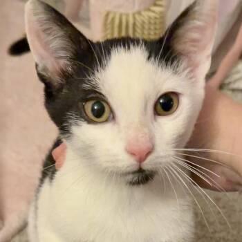 Articuno -  Domestic Short Hair Cat for Adoption in Syracuse, New York - Articuno | PetCurious