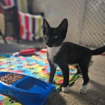 Dot -  Domestic Short Hair Cat for Adoption in North Port, Florida - Dot | PetCurious