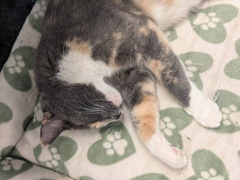 Rescue Domestic Short Hair Cats for Adoption in St. Cloud, Minnesota - Jupiter | PetCurious