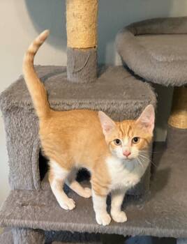Red Hood 3745 -  Domestic Short Hair Cat for Adoption in Dallas, Texas - Red Hood 3745 | PetCurious