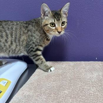 Levi -  Domestic Short Hair Cat for Adoption in Englewood, Florida - Levi | PetCurious