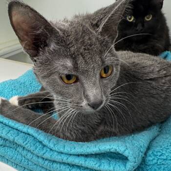 Bubbles -  Domestic Short Hair Cat for Adoption in Clavet, Saskatchewan - Bubbles | PetCurious