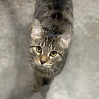 Cranberry -  Domestic Short Hair Cat for Adoption in Matteson, Illinois - Cranberry | PetCurious
