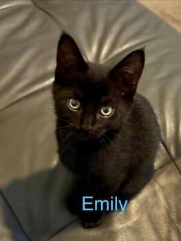 Emily -  Domestic Short Hair Cat for Adoption in Scottsdale, Arizona - Emily | PetCurious