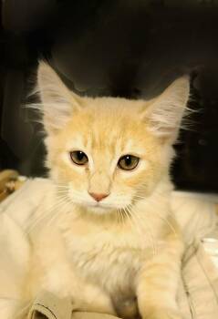 Post-It -  Domestic Medium Hair Cat for Adoption in Salt Lake City, Utah - Post-It | PetCurious