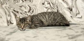 Rescue Domestic Short Hair Cats for Adoption in Benld, Illinois - Betty White | PetCurious