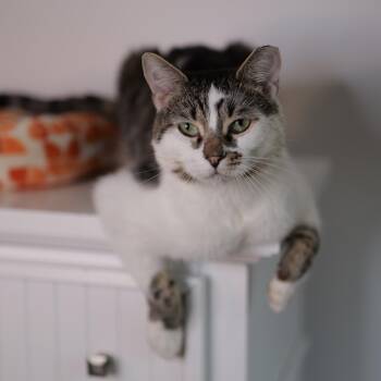 Tabby Cats Available for Adoption in New York, New York - CHADWICK | PetCurious