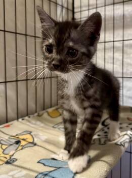 Masu -  Domestic Short Hair Cat for Adoption in Centerville, Georgia - Masu | PetCurious