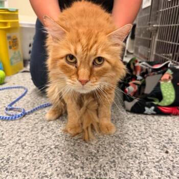 Domestic Long Hair Cats Available for Adoption in Buffalo, Minnesota - Wilde *Meet Me At Plymouth Petsmart* | PetCurious