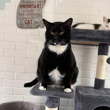 Tuxedo Cats Available for Adoption - Lucas | PetCurious