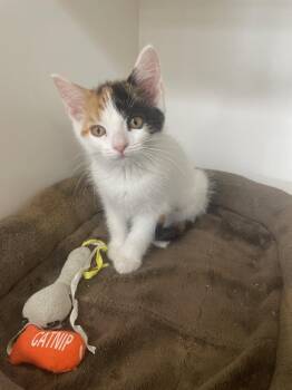 Sparkler -  Domestic Short Hair Cat for Adoption in Neillsville, Wisconsin - Sparkler | PetCurious