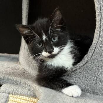 Tiramisu -  Domestic Short Hair Cat for Adoption in Ponca City, Oklahoma - Tiramisu | PetCurious