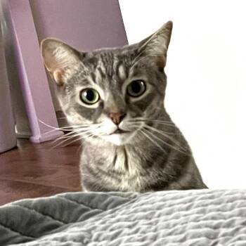 Brisco ( Cowboy ) -  Domestic Short Hair Cat for Adoption in Long Beach, California - Brisco ( Cowboy ) | PetCurious