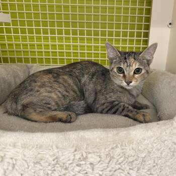 Jacinta -  Domestic Short Hair Cat for Adoption - Jacinta | PetCurious