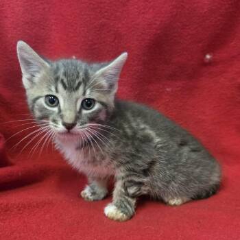 Quartz 0326 -  Domestic Short Hair Cat for Adoption in Hamilton, Georgia - Quartz 0326 | PetCurious