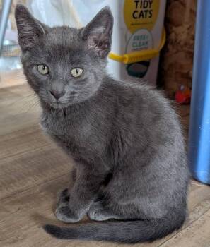 Slate -  Tabby and Domestic Short Hair Cat for Adoption in Libby, Montana - Slate | PetCurious