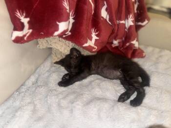 Rescue Domestic Short Hair Cats for Adoption in Palm City, Florida - Wonder | PetCurious