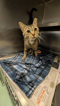 Ellie -  Domestic Short Hair Cat for Adoption in Buffalo, New York - Ellie | PetCurious