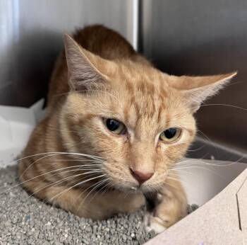 Rescue Domestic Short Hair Cats for Adoption in Salisbury, North Carolina - ORANGE MAN | PetCurious