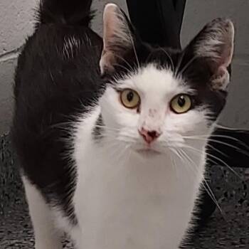 Rhumba -  Domestic Short Hair Cat for Adoption in Dayton, Ohio - Rhumba | PetCurious