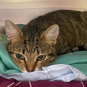 Turtle -  Domestic Short Hair Cat for Adoption in Charlottesville, Virginia - Turtle | PetCurious