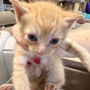 Romeo -  Domestic Short Hair Cat for Adoption in Birmingham, Alabama - Romeo | PetCurious