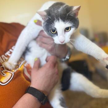 Domestic Short Hair Cats Available for Adoption in Corinth, Mississippi - Cassy | PetCurious