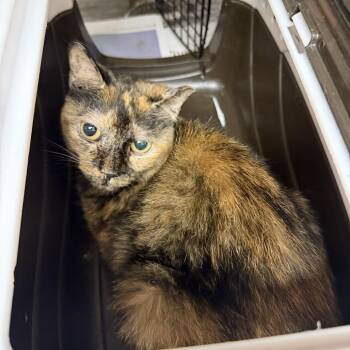 Domestic Short Hair Cats Available for Adoption - Zumba (15) | PetCurious