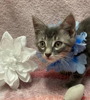 Tabby and Domestic Short Hair Cats Available for Adoption in Dublin, Ohio - Lolly | PetCurious