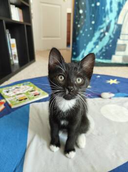 Domestic Short Hair Cats Available for Adoption in Hillsboro, Oregon - TUX - The Dashing Little Socialite! | PetCurious