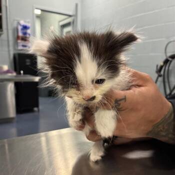 TUPPY -  Domestic Short Hair Cat for Adoption in Greensboro, North Carolina - TUPPY | PetCurious