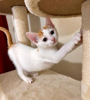 Dallas -  Domestic Short Hair Cat for Adoption in Houston, Texas - Dallas | PetCurious
