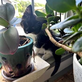 Lionel -  Domestic Long Hair Cat for Adoption in Fredericksburg, Virginia - Lionel | PetCurious