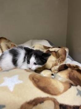 Pepper -  Domestic Short Hair Cat for Adoption in Parlier, California - Pepper | PetCurious